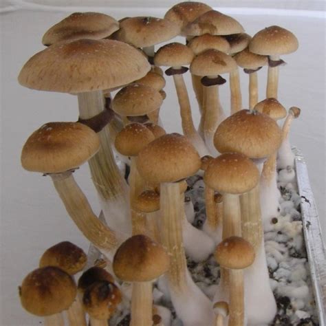 Magic Mushroom Spores: Cubensis + More. Shop at。